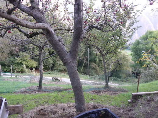 Baum-Training mit Garten-Mentor Bernhard Scholl Baum-Training mit Garten-Mentor Bernhard Scholl