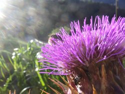 distel-bluhend