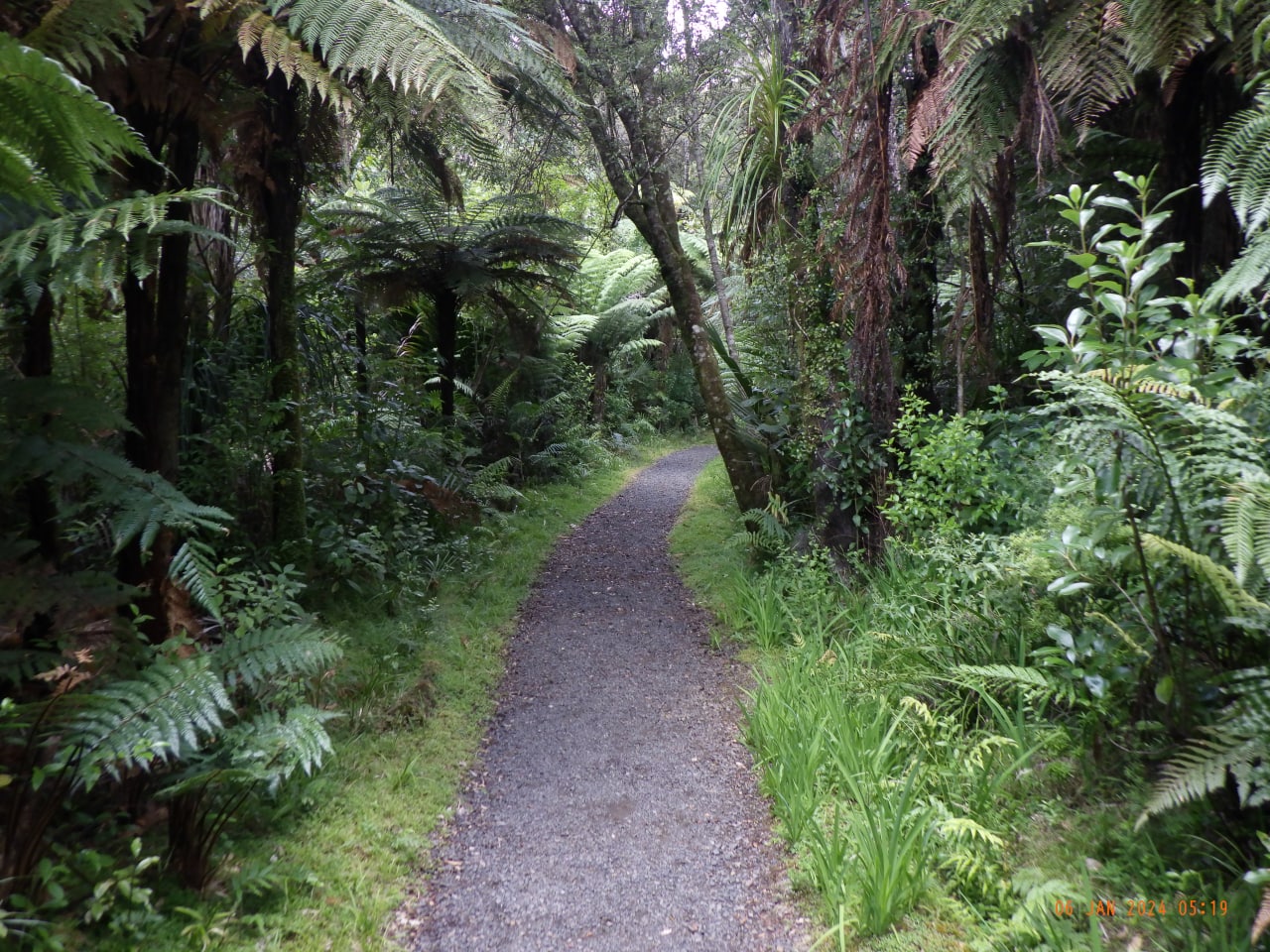 Farnbäume ein Neuseeland Farnbäume ein Neuseeland