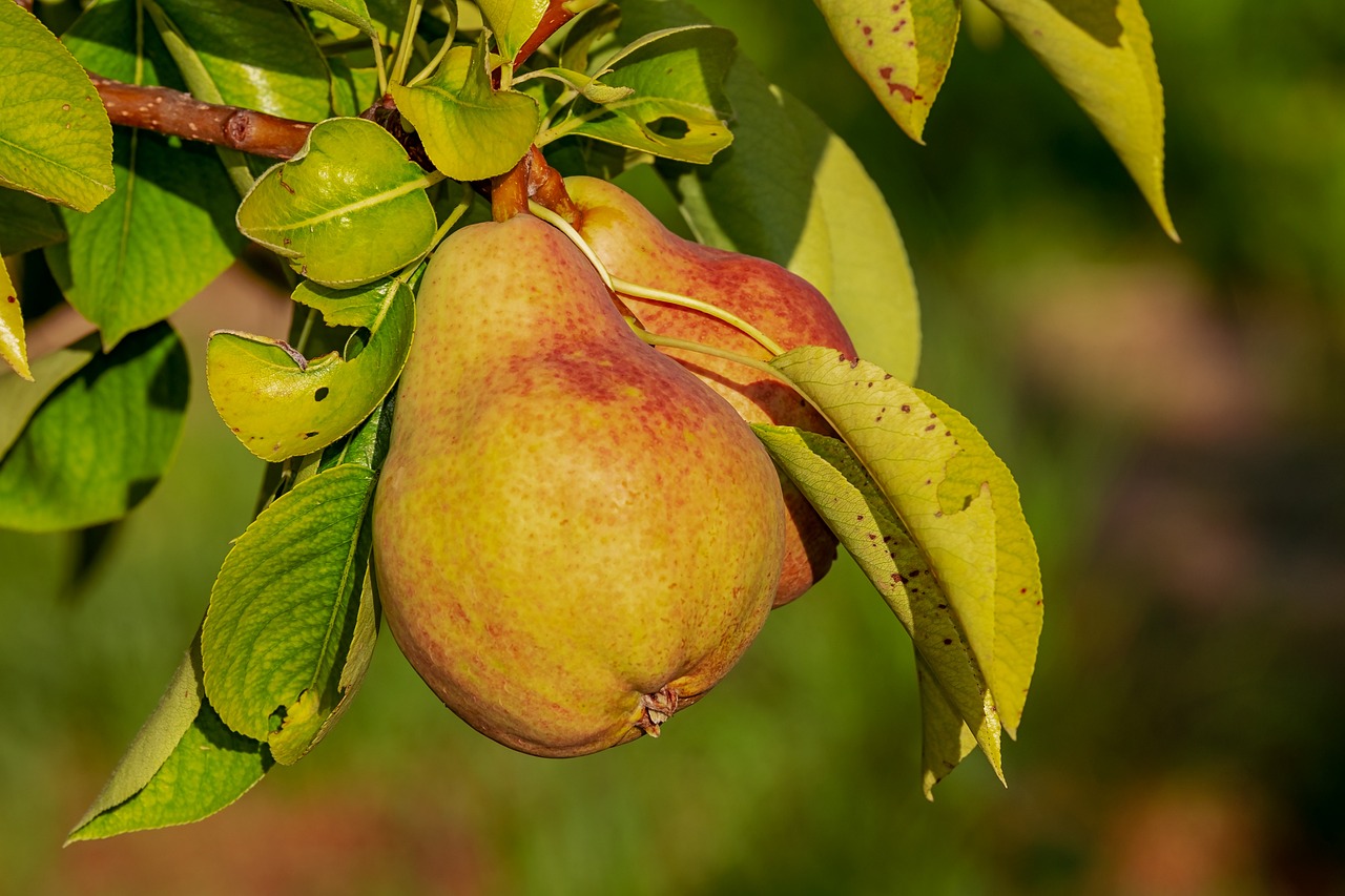 Baum-Training mit Garten-Mentor Bernhard Scholl Baum-Training mit Garten-Mentor Bernhard Scholl
