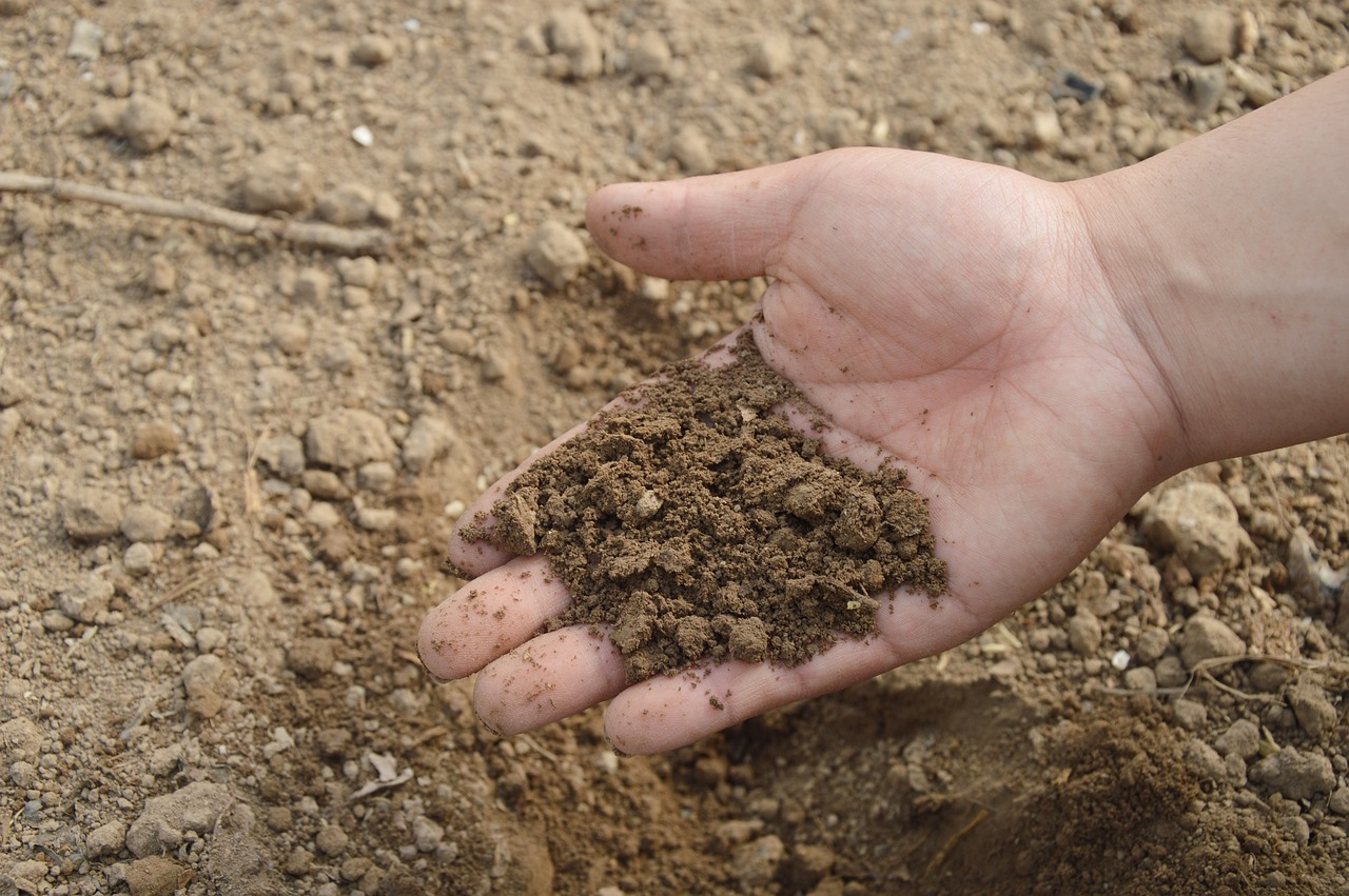 Waldgarten, Selbstversorgung, Permakultur, Agroforesting Waldgarten, Selbstversorgung, Permakultur, Agroforesting