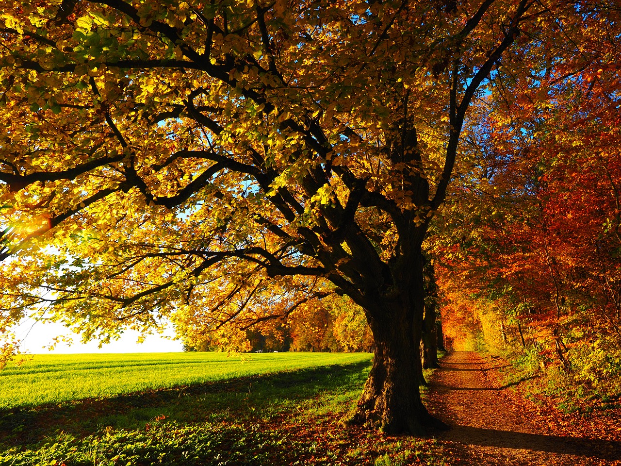 Baum-Training mit Garten-Mentor Bernhard Scholl Baum-Training mit Garten-Mentor Bernhard Scholl