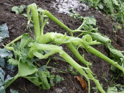 Fülle im Garten: Kräuter, Beeren, Blumen Fülle im Garten: Kräuter, Beeren, Blumen