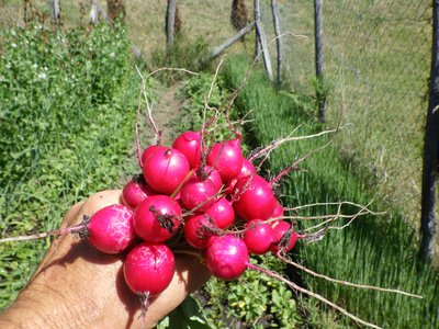 Permakultur, Agroforesting, regenerative Landwirtschaft
