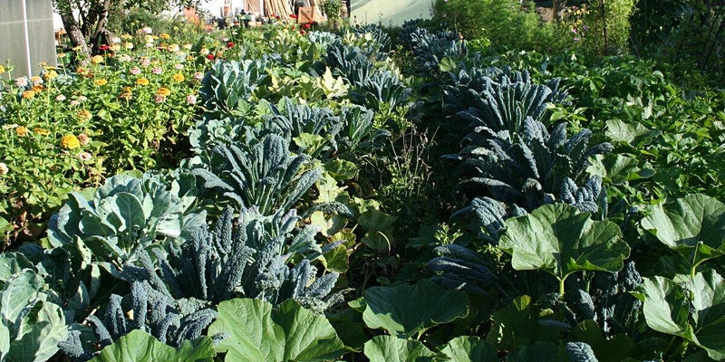 Garten- und Ernteerfolg, Selbstversorgung Garten- und Ernteerfolg, Selbstversorgung