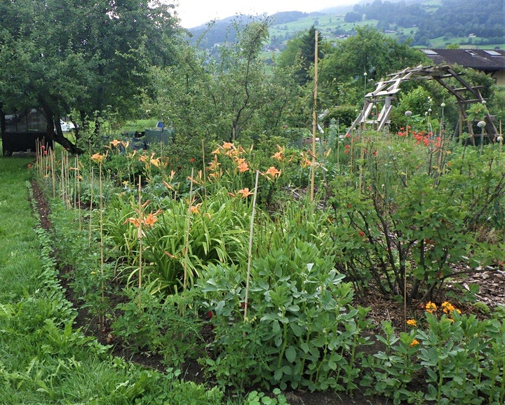 Fülle im Garten: Kräuter, Beeren, Blumen Fülle im Garten: Kräuter, Beeren, Blumen