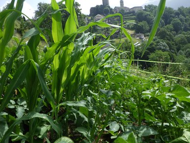 mais-santa-maria.74.62d4139f7376e