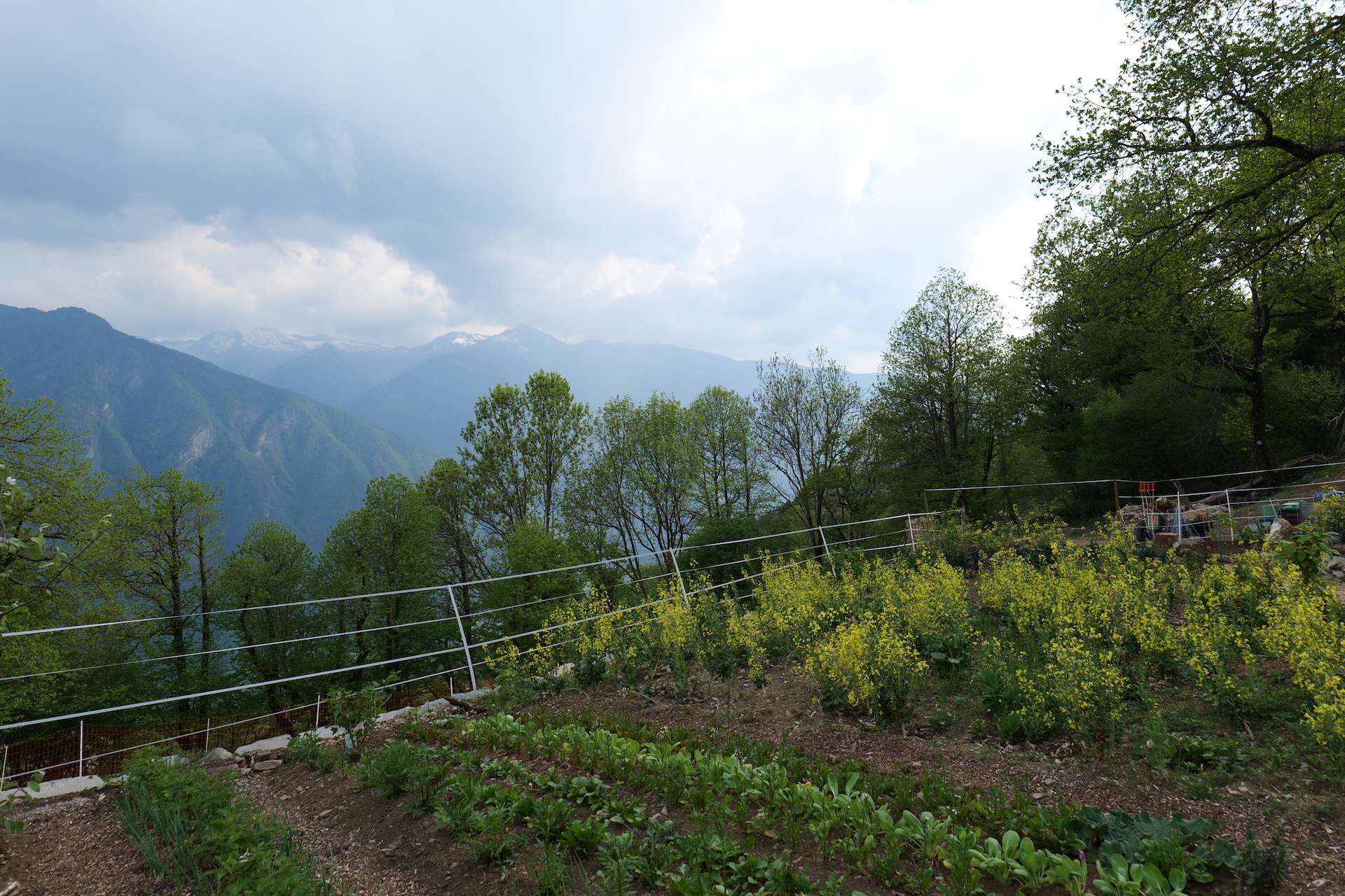 Kürbis, Stangenbohnen, Mais Kürbis, Stangenbohnen, Mais