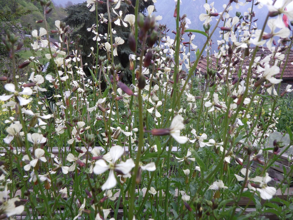 Fülle im Garten: Kräuter, Beeren, Blumen Fülle im Garten: Kräuter, Beeren, Blumen
