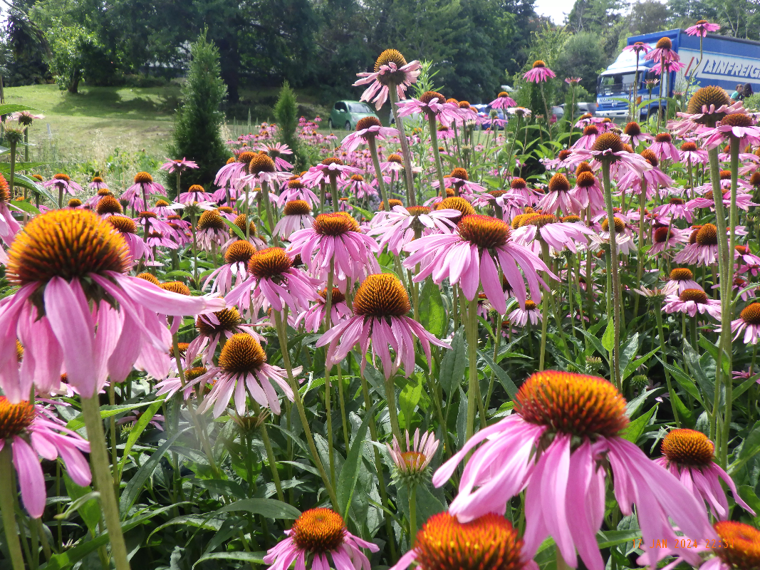 Weleda-Garten: Echinacea-Blüten Weleda-Garten: Echinacea-Blüten