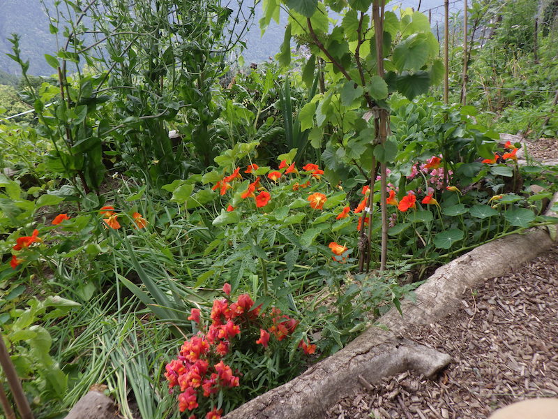 Permakulturgarten terrassiert