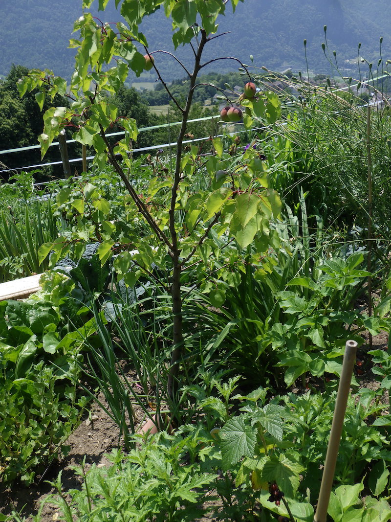 Obstbaum