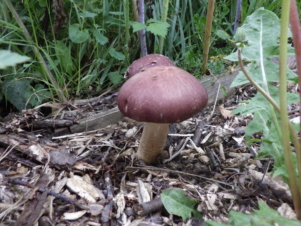 Pilze im Garten Pilze im Garten