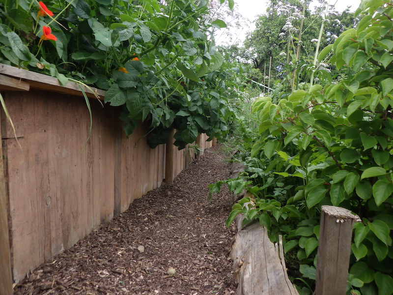 Permakulturgarten terrassiert