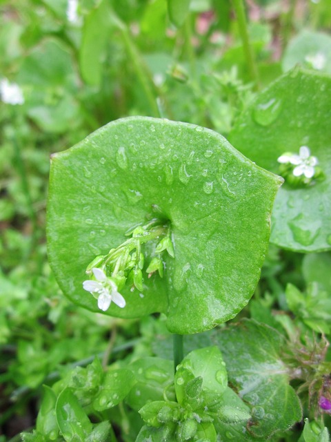 Postelein oder Winterportulak - Gartentipp Terrazze Sante