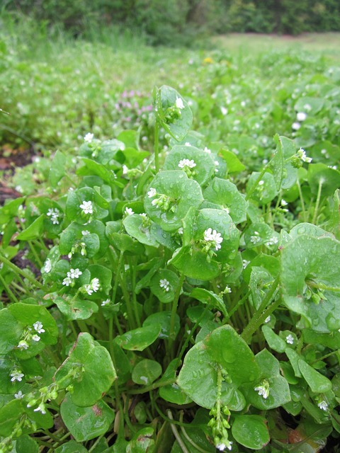 Feldsalat, Nüsslisalat