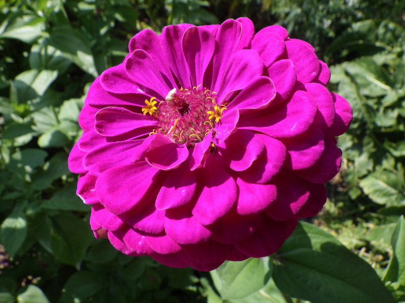 Permakulturgarten