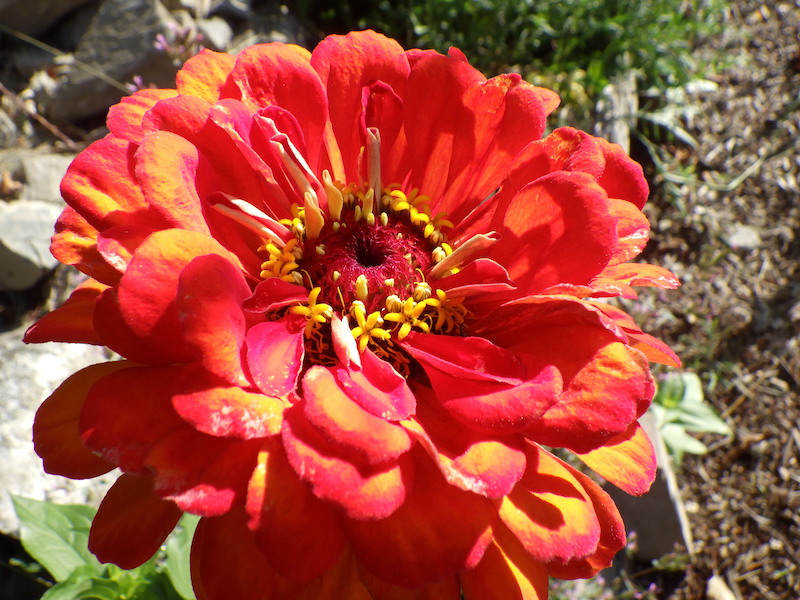 Gartengrundstück zu verkaufen